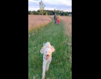 Two dogs run and jump through the fields