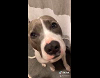 Collab BitchMP - My boo dog sits next to woman on toilet 