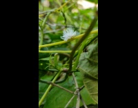 Small bug with white spikes crawls on the plant