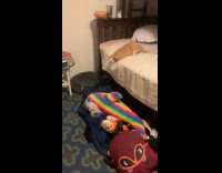 Collab Scorpionmasters - Cat with neck cone dive fall from bed