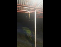 Gecko hang bitten by another gecko ceiling