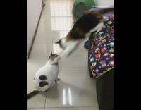 Two cats play wrestle green litter box 