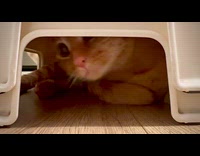 Cat dilated eyes peeks from the chair