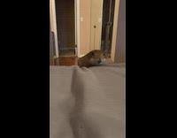 Prairie dog climbs on bed mission impossible