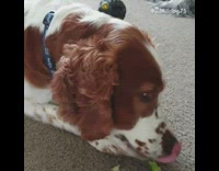 Brown white dog eats celery blue collar