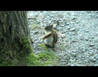Adorable baby squirrel eat mushroom tree rocks