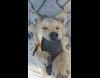 Dog lay down ground bite beanie smile