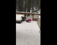 Black dog red jacket runs in from snow 2 