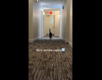 Cat doing handstand while walking in hallway