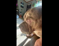 Woman shows dog with his new haircut