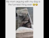 Grey french bulldog barks back