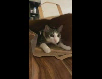 Cat inside ripped bottom of paper bag