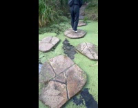 Dog swims on pond instead of hopping stepping stones