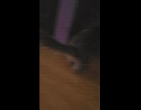 Cat go hunt mode with ear plugs