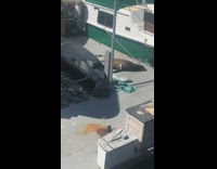 Seal on dock yellow pants fisherman