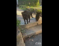 Three cats on stairs staring at dog on sidewalk 