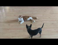 Chihuahua and cat fight and play together 