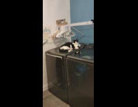 Cat in laundry room caught pressing beeping button