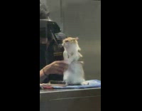Orange cat getting brushed at groomers