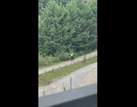 Woman in white top  balances on a small log post