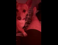 Collab BitchIG2 - Man calls dog pretty and smiles 