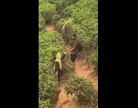 Guy holds hand photographs yellow hijab girl 