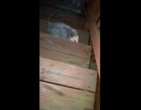 Man calls opossum kitty cat