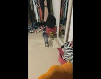 Pet cat sphynx fights its reflection in the mirror