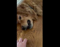 Golden retriever lay on floor bite finger