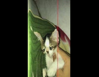 Red time warp scan filter brown kitten 