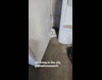 Rat crawls out of briefcase 