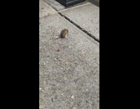 Small rat sits under gate 