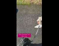 Dog carries its own bag of poop