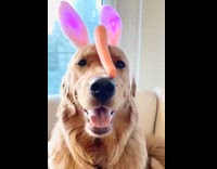 Golden retriever dog bunny ears carrot nose 