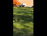 Albino squirrel roams around the college campus