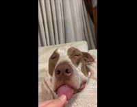 Collab Bitch MP - Brown white dog sleeping owner pulls its tongue out slowly 