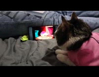 [Third Party] Cat lays on bed busy watching cartoons