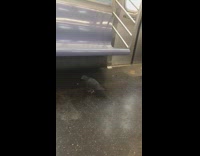 pigeon walking around empty train