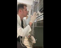 Cat distracting vet doctor while working