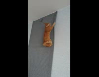 Orange cat climb on rug on wall