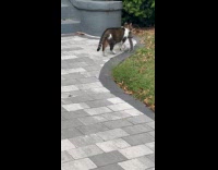 Cat walks around with squirrel on mouth part 1