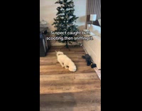 White dog scooting butt smells