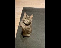 Cat asking for treats 