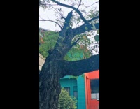 Plant grow from hole on tree trunk