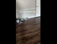 Woman complains about guinea pig run around floor