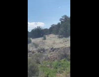 Lady Stops Car and Shoos Llama on Road