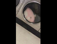 Collab BitchMP - Two squishmallow toys spinning together in dryer