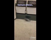 Two pigeon ride train walk on floor