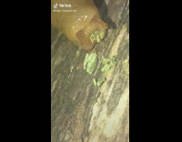 Brown slug eats green weed crumbs 
