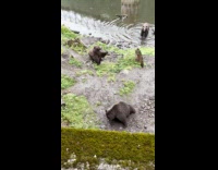People view three brown bears near pond